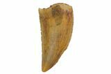 Serrated, Raptor Tooth - Real Dinosaur Tooth #135172-1